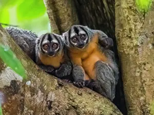 Nocturnal Prints: A pair of adult Spix's night monkeys