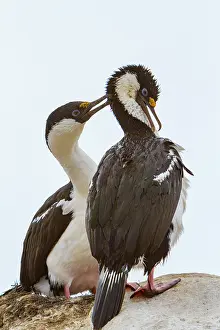 Season Prints: Pair of Antarctic shags preening each other on Weinke Island in Antarctica during the mating season