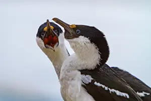 Feathers Prints: Pair of Antarctic shags showing mutual preening behavior on Weinke Island in Antarctica during daylight hours