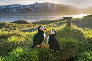 Animal Behavior Prints: A pair of Atlantic Puffins (Fratercula arctica)