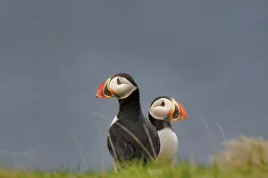 Nature Lovers Prints: A pair of Atlantic Puffins (Fratercula arctica)
