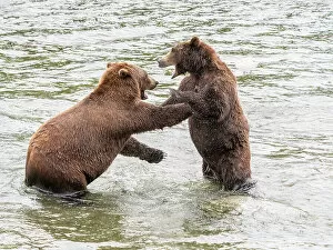 Flowing Water Gallery: A pair of brown bears (Ursus arctos) mock fighting at Brooks Falls