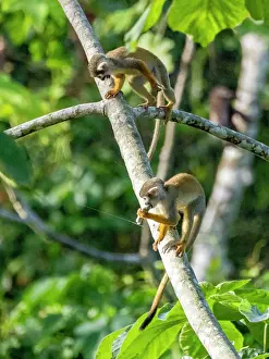 Curious Prints: A pair of common squirrel monkeys