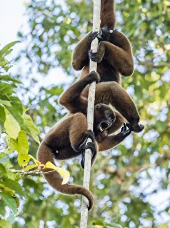 Rainforests Prints: A pair of common woolly monkeys (Lagothrix lagothricha), mock fighting on the Yarapa