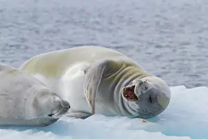 Colony Prints: Pair of crabeater seals on ice floe near Antarctic Peninsula engaging in resting and foraging behavior
