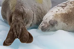 Glacier Prints: Pair of crabeater seals resting on ice floe near Antarctic Peninsula during summer