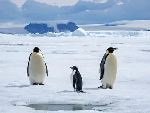 Three Animals Prints: A pair of emperor penguins (Aptenodytes forsteri)