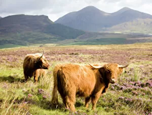 Live Stock Collection: Pair of Highland cows grazing among heather near Drinan, on road to Elgol
