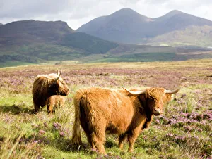Highlands Prints: Pair of Highland cows grazing among heather near Drinan, on road to Elgol