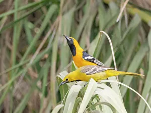 Tall Grass Prints: A pair of hooded orioles (Icterus cucullatus)