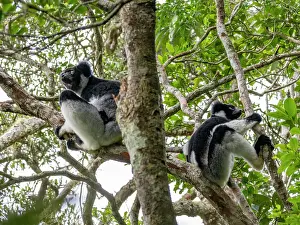 Mammals Prints: Pair of indris resting in a tree while enjoying the surroundings in Madagascar