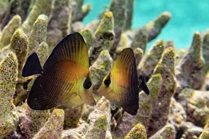 Tropical Climate Prints: A pair of juvenile brown tangs (Zebrasoma scopas)