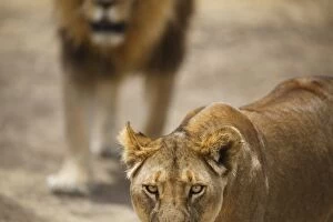 Pair of lions (Panthera leo), Serengeti National Park, Tanzania, East Africa, Africa