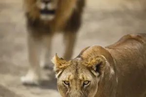 Focus Prints: Pair of lions (Panthera leo), Serengeti National Park, Tanzania, East Africa, Africa