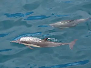 Marine Animals Prints: A pair of long-beaked common dolphins (Delphinus capensis)