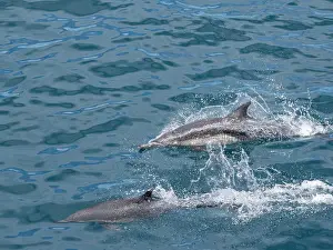 Marine Biology Prints: A pair of long-beaked common dolphins (Delphinus capensis)