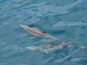 Saltwater Prints: A pair of long-beaked common dolphins (Delphinus capensis)