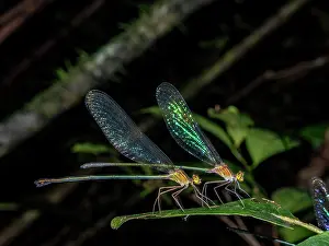 Adults Prints: Pair of Madagascar demoiselles resting on green leaf during night in forest