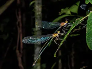 Adults Prints: Pair of Madagascar demoiselles resting on a leaf during the night in Andasibe