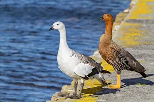 Beak Prints: Pair of Magellan geese observe the water in Stanley