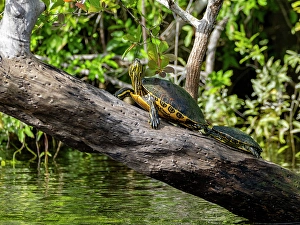 Mesoamerican Prints: A pair of Mesoamerican sliders (Trachemys venusta), on New River near Lamanai, Belize