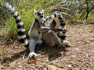 Mammals Prints: Pair of ring-tailed lemurs grooming each other on the ground in Madagascar
