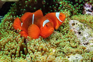 A pair of spine-cheek clownfish (Amphiprion biaculeatus), Pulau Gam night snorkel off Wohof Island, Raja Ampat, Indonesia, Southeast Asia