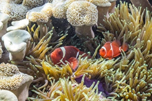 Shelter Prints: A pair of spinecheek anemonefish (Premnas biaculeatus)