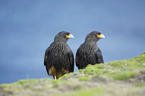 A pair of striated caracara (Phalcoboenus australis), Sea Lion Island, Falkland Islands