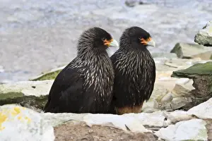 Phalcoboenus Australis Prints: Pair of Striated caracaras (Phalcoboenus australis) behind a rock at Rockhopper Point