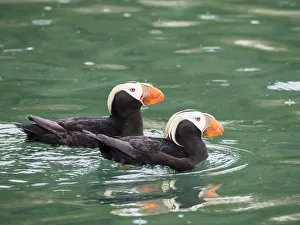 A pair of tufted puffins (Fratercula cirrhata), South Marble Island, Glacier Bay National