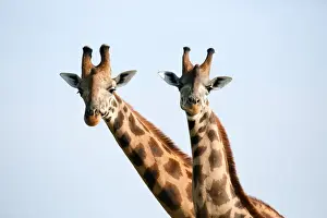 Animal Theme Prints: A pair of vulnerable Rothchild giraffe in Ugandas Murchison Falls National Park