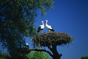 Haut Rhin Prints: Pair of white storks (ciconia ciconia) on nest, Hunawihr, Haut-Rhin, Alsace