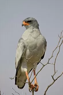 Images Dated 24th February 2007: Pale chanting goshawk (Melierax canorus), Kgalagadi Transfrontier Park