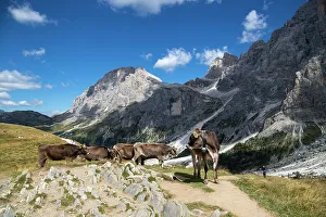 Pale di San Martino, Paneveggio Natural Park, Passo Rolle, Dolomites, Trentino, Italy, Europe