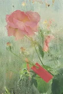 Rose Prints: Pale salmon pink rose against a window pane with heavy condensation