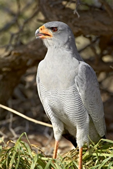 Images Dated 23rd February 2007: Palechanting goshawk (Melierax canorus), Kgalagadi Transfrontier Park