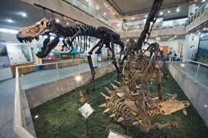 Images Dated 10th July 2008: Paleozoological Museum of China, Beijing, China, Asia