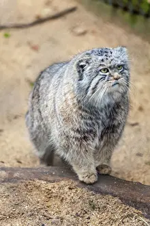 Furry Prints: Pallas cat, Otocolobus manu, Cotswold Wildlife Park