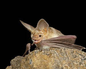 Images Dated 28th August 2010: Pallid bat (Antrozous pallidus) in captivity, Hidalgo County, New Mexico