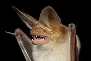 Images Dated 28th August 2010: Pallid bat (Antrozous pallidus) in captivity, Hidalgo County, New Mexico