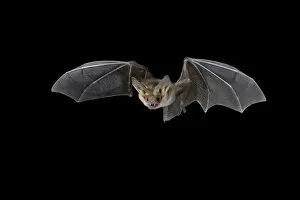Pallid bat (Antrozous pallidus) in flight, near Portal, Arizona, United States of America