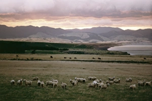 Overcast Sky Prints: Palliser Bay
