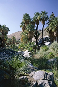 Palm Springs Prints: Palm Canyon, Palm Springs, California, United States of America (U
