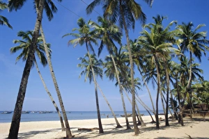 Palm fringed beach
