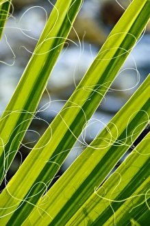 Images Dated 1st December 2007: Palm fronds, Andreas Canyon, Palm Springs, California, United States of America