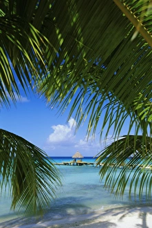 Shades Prints: Palm fronds and beach