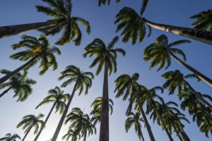 Grove Prints: Palm grove in the heart of Cayenne, French Guiana, Department of France, South America