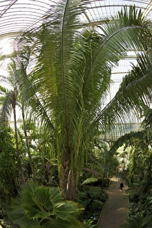 Glass Houses Prints: Palm House interior, Royal Botanic Gardens