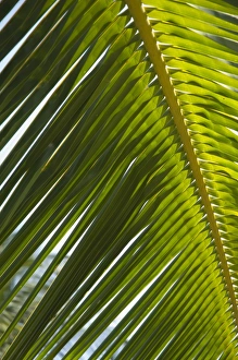 Nicoya Peninsula Prints: Palm leaf, Nicoya Pennisula, Costa Rica